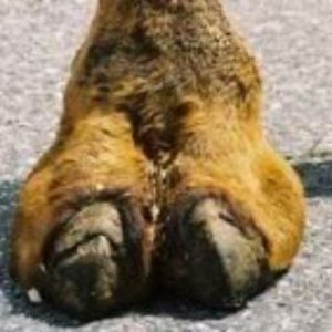 Meet your Posher, Susan